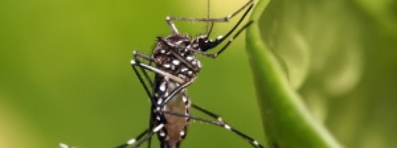 Cientistas da Fiocruz concluem que pernilongo comum no transmite zika